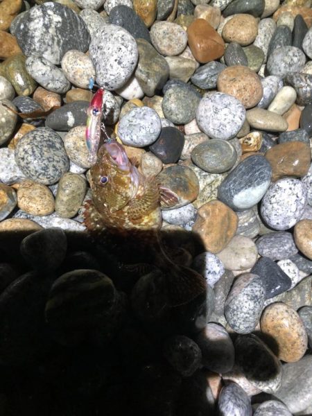 ホタルイカパターン第3弾