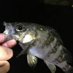 たかたかの釣り日記