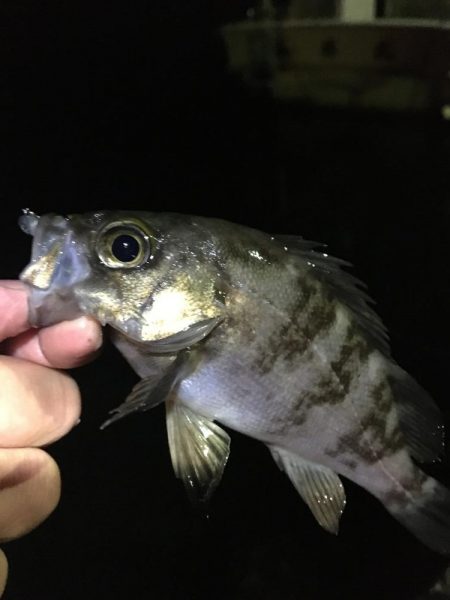 たかたかの釣り日記