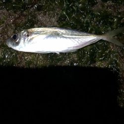 ナイトアジング