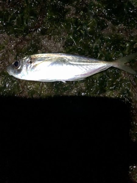 ナイトアジング