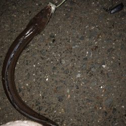 足下ぶっ込みでアナゴとコチ