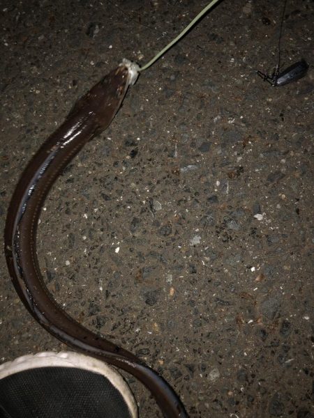 足下ぶっ込みでアナゴとコチ