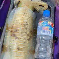 ティップエギングで春イカ