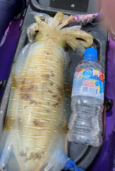 ティップエギングで春イカ