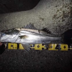 ボラだらけ…。