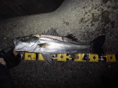 ボラだらけ…。