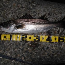 バチパターン不発