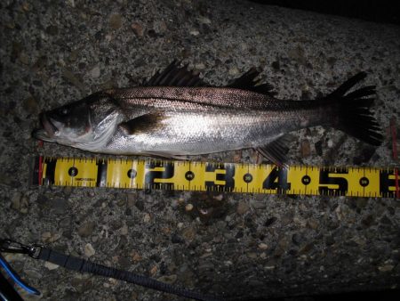 バチパターン不発