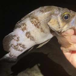 久しぶりに楽しめました！