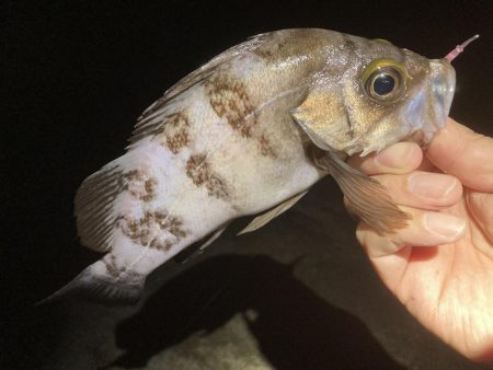 久しぶりに楽しめました！