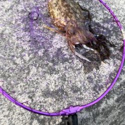 エギングでコウイカ