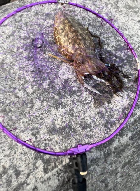 エギングでコウイカ