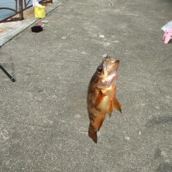 3年ぶりの淡路島　根魚に遊んでもらいました。