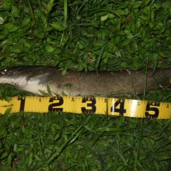 今シーズン初釣行で大鯰