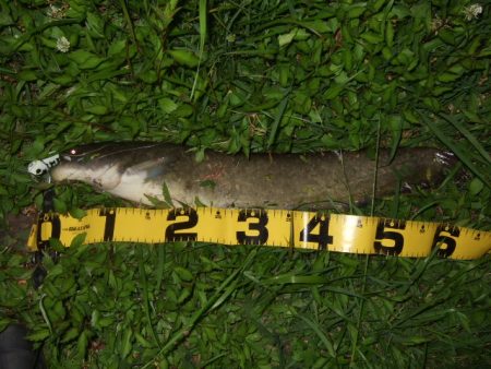 今シーズン初釣行で大鯰