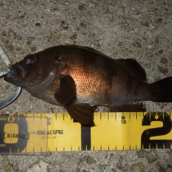 シーバスプラグでメバリング