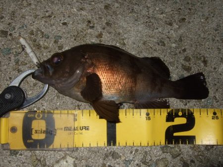 シーバスプラグでメバリング