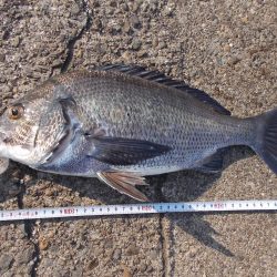 和歌山市某所で落とし込み 真チヌ43cm以下計2枚