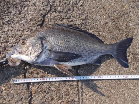 和歌山市某所で落とし込み 真チヌ43cm以下計2枚