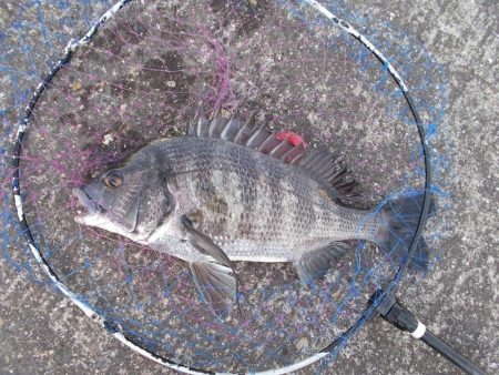 和歌山市某所で落とし込み　真チヌ４0ｃｍ以…