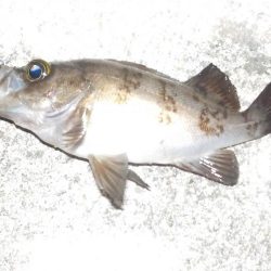 キスゲーム・アジング