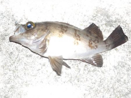 キスゲーム・アジング