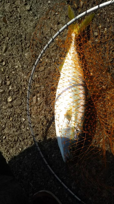 ショアジギングでハマチ