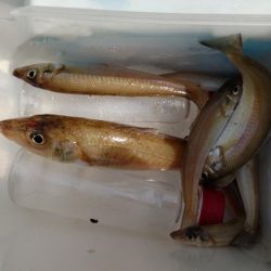 鯉川でのキス釣り