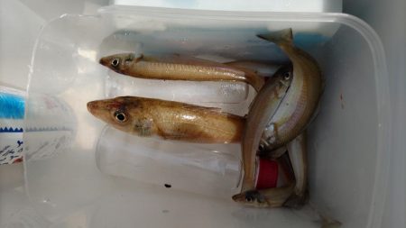 鯉川でのキス釣り