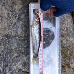 チャビングスタート！