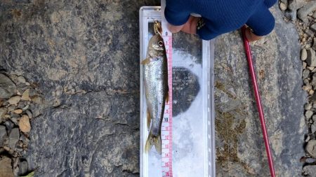 チャビングスタート！