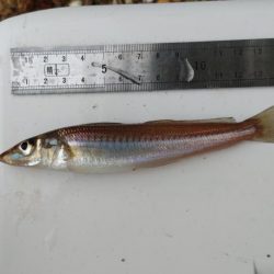 鯉川でのキス釣り