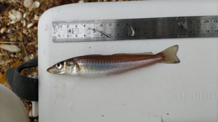 鯉川でのキス釣り