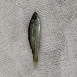 稚鮎は来ず、チーバス？