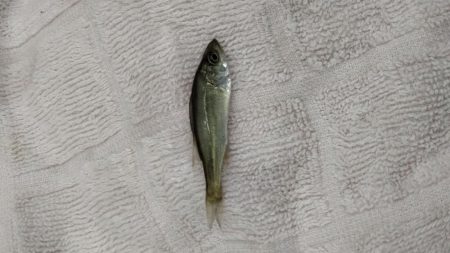 稚鮎は来ず、チーバス？