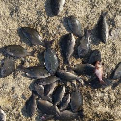 久々のグレ大漁です。