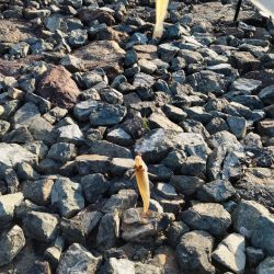 由良川でキス釣り