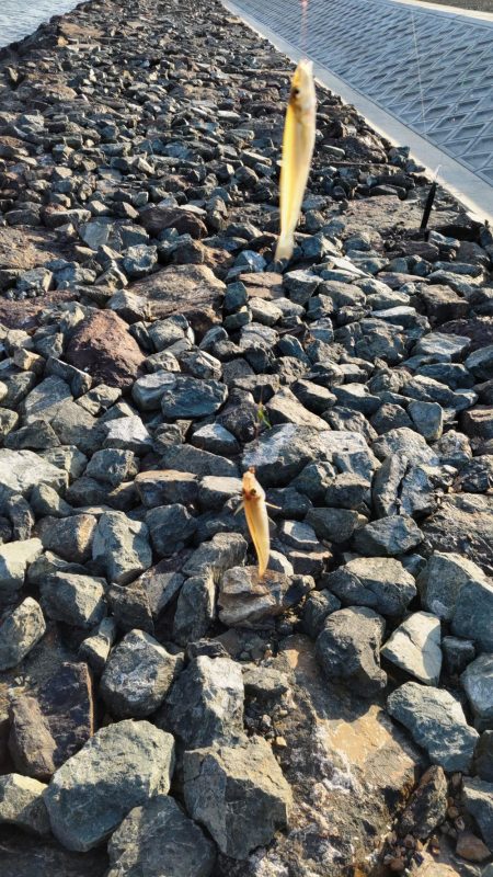 由良川でキス釣り