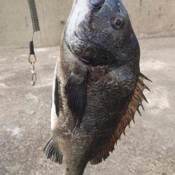 ふかせ釣りに挑戦！！