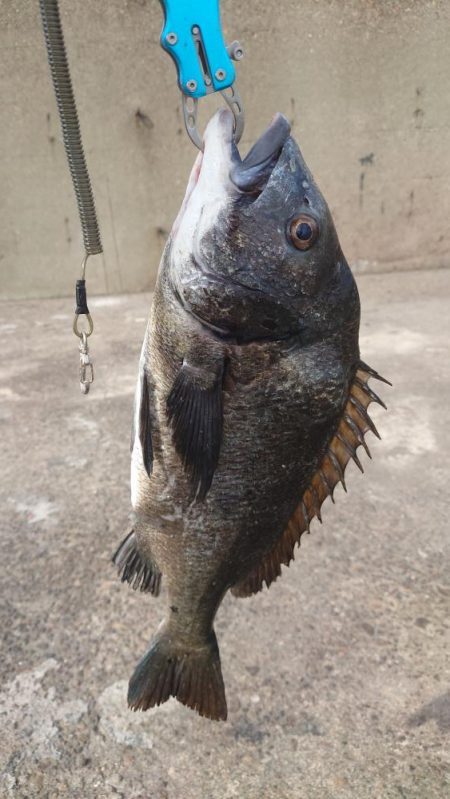 ふかせ釣りに挑戦！！