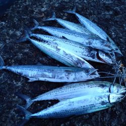 サゴシ爆釣