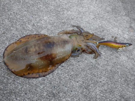 春のアオリイカ