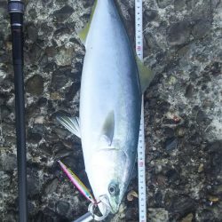 エソ祭りからのハマチ!