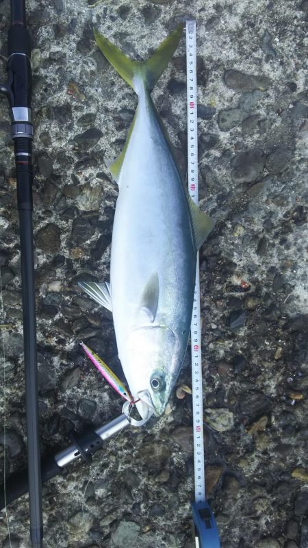 エソ祭りからのハマチ！