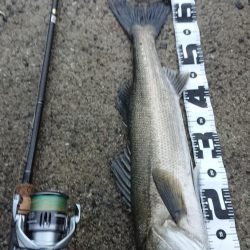 青物狙いで…ナブラ大発生も…