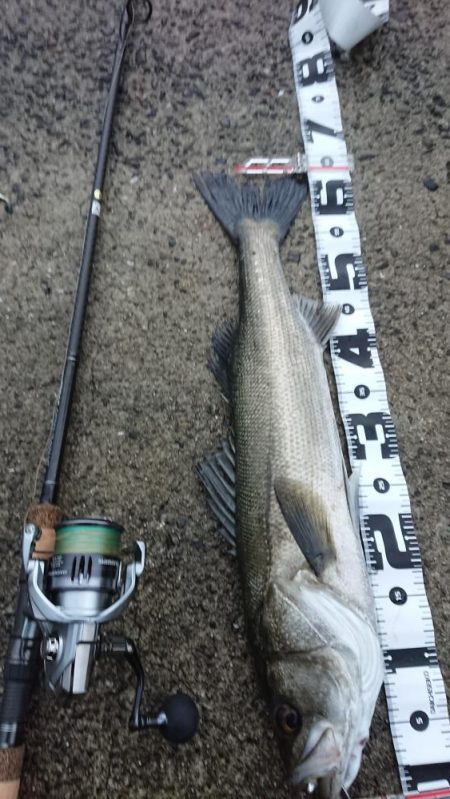 青物狙いで…ナブラ大発生も…