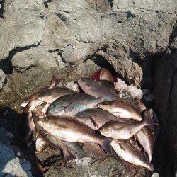 クロ釣り(五島列島)