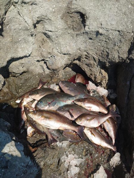 クロ釣り(五島列島)