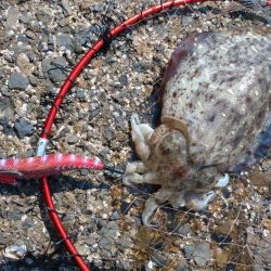 春イカエギング